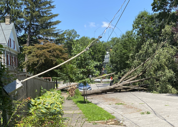 tree fallen in roadway cutting off electrical service